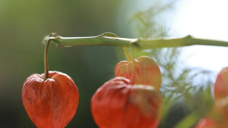 Three red Chinese Lantern flower pods hanging from a single branch in a natural setting.