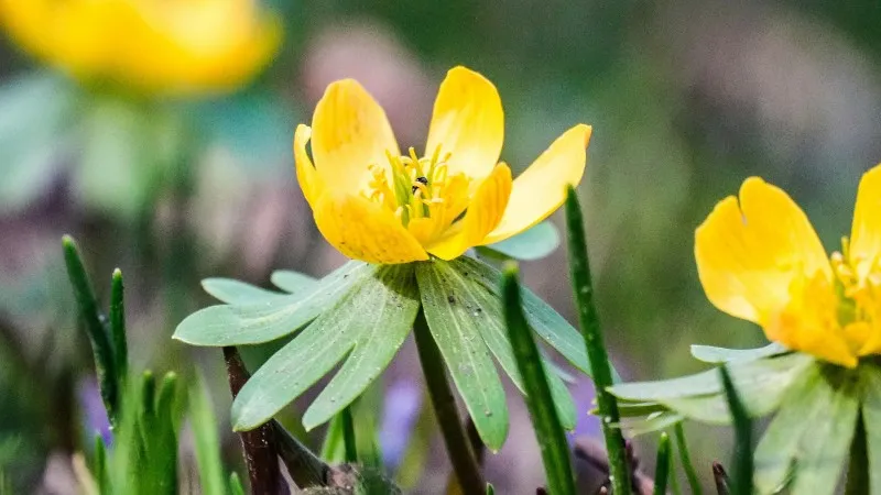 Three open yellow Christmas Aconite flower blooms lined up in soft sunlight.