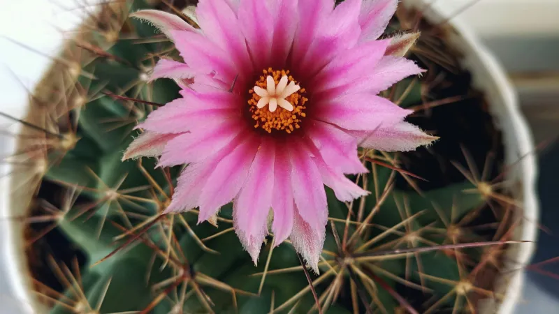 Spiny Potted Cactus flower blooming with a vibrant pink blossom.
