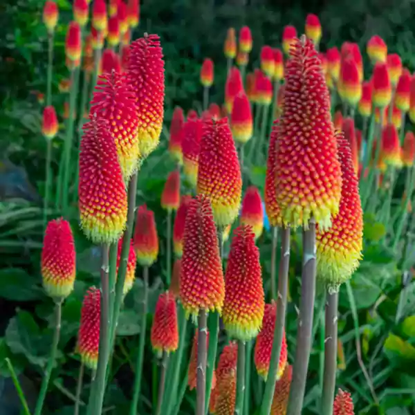 Torch Lily