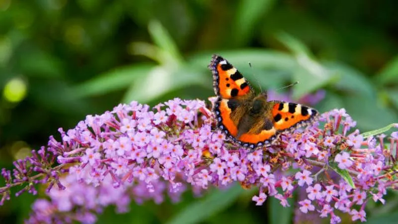 tortoiseshell resting Butterfly Bush flower among blossoms.
