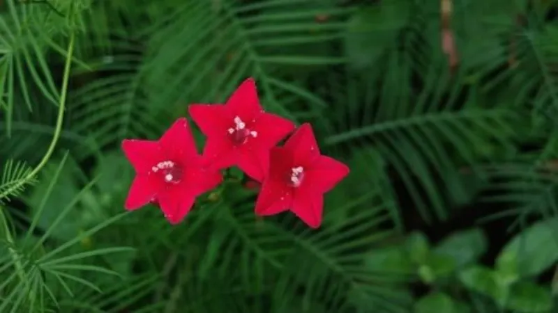 Three red star-shaped Cypress Vine flowers blooming beautifully against feathery green foliage.