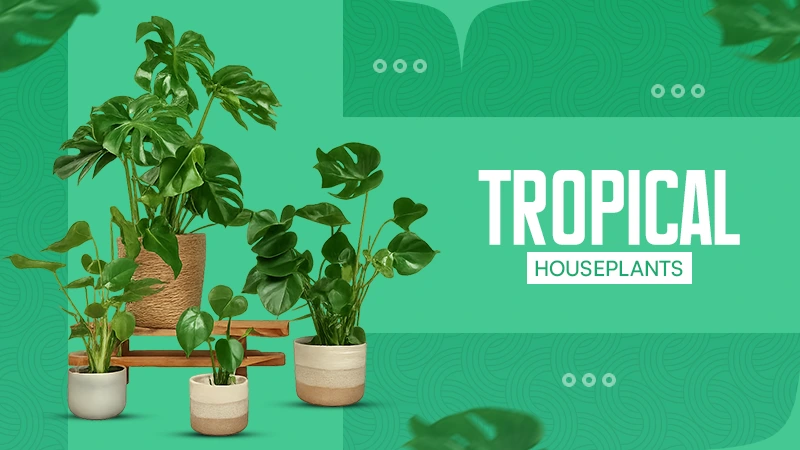 Tropical Houseplants