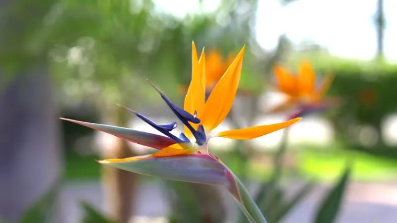 Tropical close-up Bird of Paradise flower highlighting exotic details.