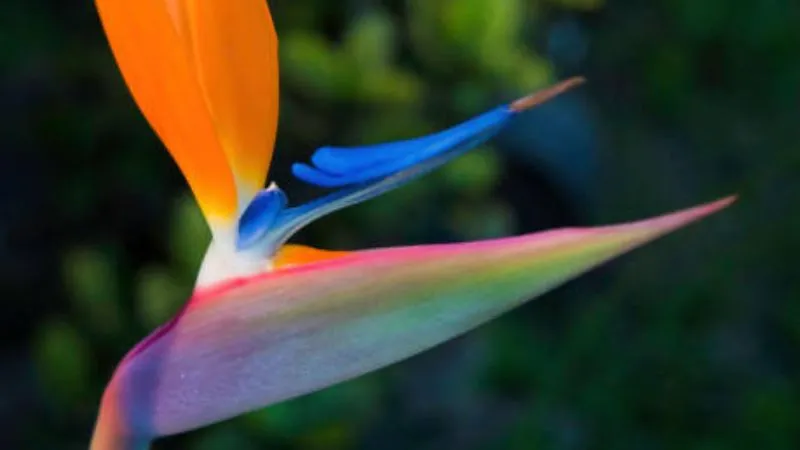 Outdoor growing Bird of Paradise flower blooming naturally.
