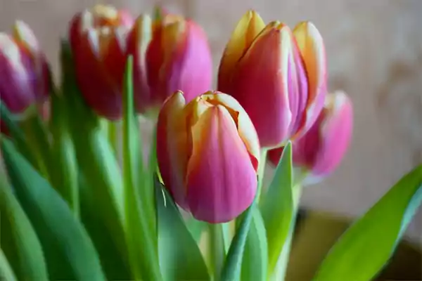 Tulip