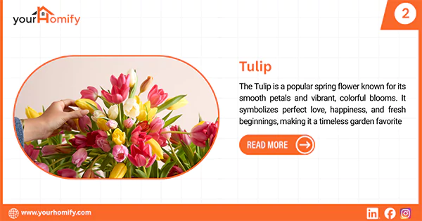 Tulip