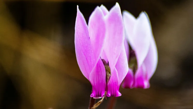 Two pink cyclamen flowers with upward twisting petals fading to deep magenta at the base.