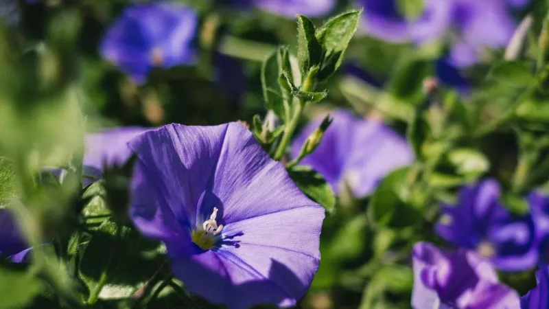 Twining stem Purple Bindweed flower growing on a vine.
