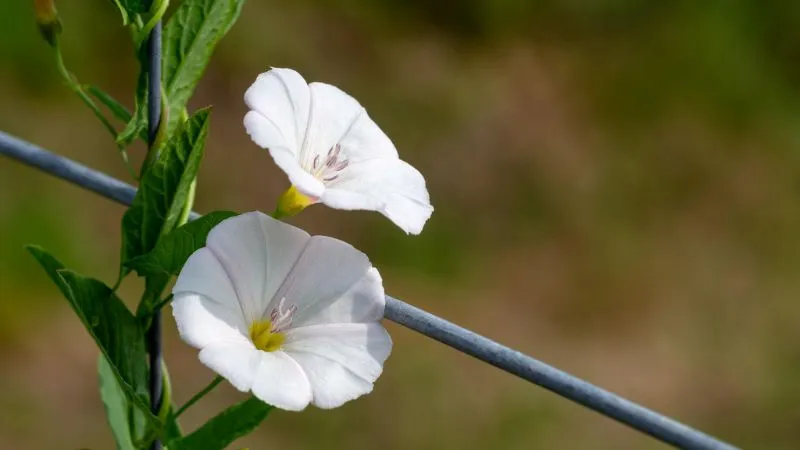 Blooming vine Bindweed flower producing multiple flowers.