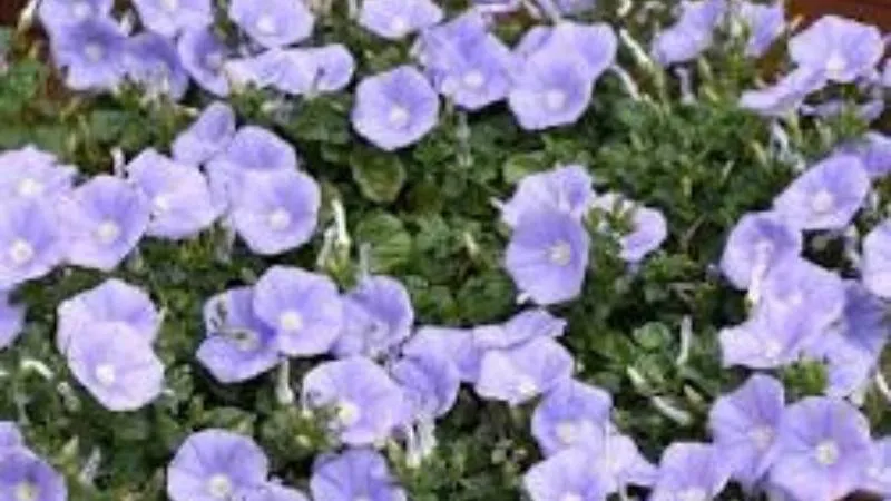 Twining vine Purple Bindweed flower growing along stems.