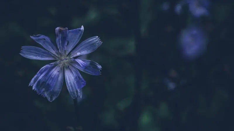 Two blue Chicory flower blooms side by side against a dark teal background.