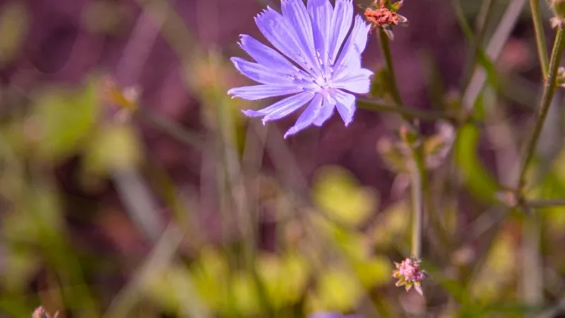 Two pale blue Chicory flower blooms in a purple-toned wildflower field.