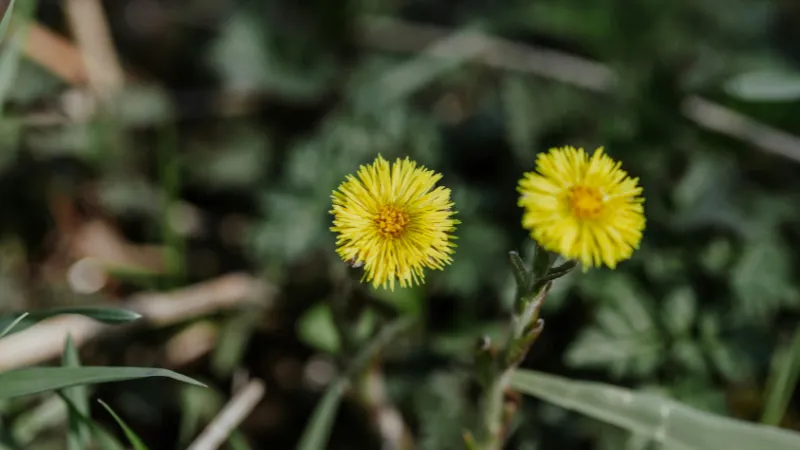Three yellow Coltsfoot flower blooms growing low in a meadow with soft blue sky and green grass.