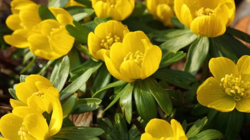 Two open yellow Christmas Aconite flower blooms side by side in soft focus.