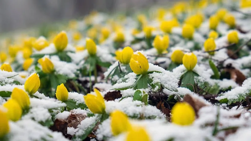 Two yellow Christmas Aconite flower blooms photographed face-on in a meadow.