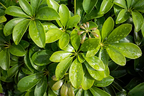 Umbrella tree