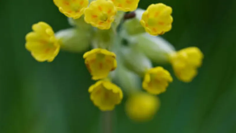 Close-up of bright yellow Cowslip flower blooms with orange centers in soft sunlight.