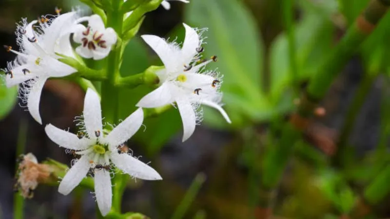 Upright Stems Buckbean flower growing in a natural habitat.