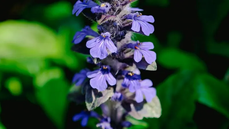 Vertical Stem Bugleweed flower growing above the foliage.