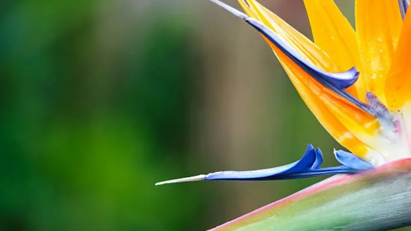 Sturdy stem Bird of Paradise flower growing on a strong stalk.