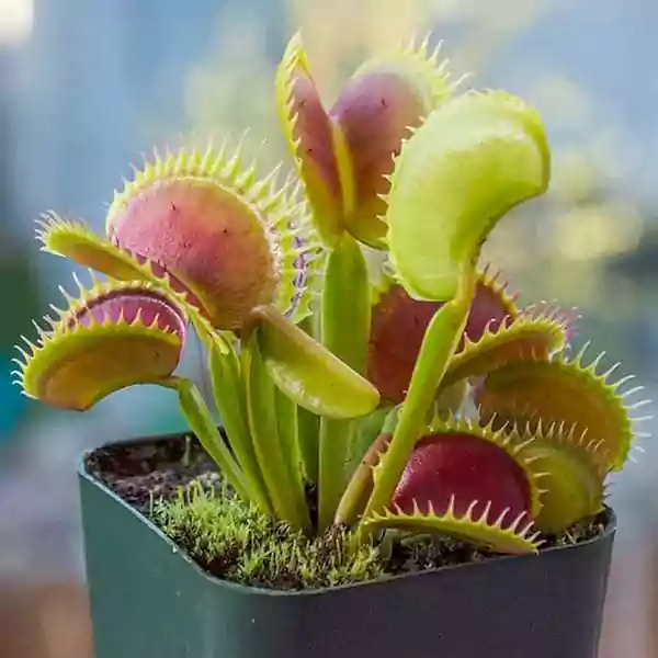 Venus Flytrap