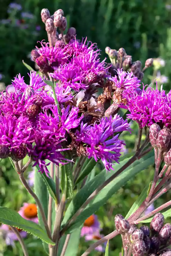 Vernonia