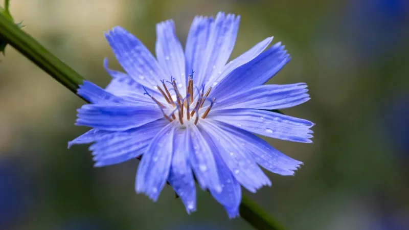 Bright blue Chicory flower growing on a thorny green stem.