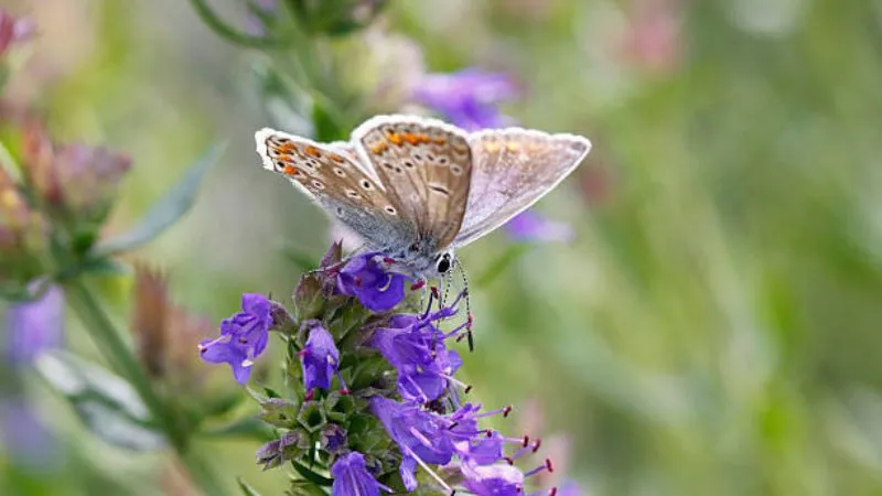 Mature Blooming Bugloss flower with abundant blossoms.