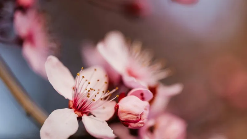 Bright deep-pink Cherry Blossom flower blooms on a branch.