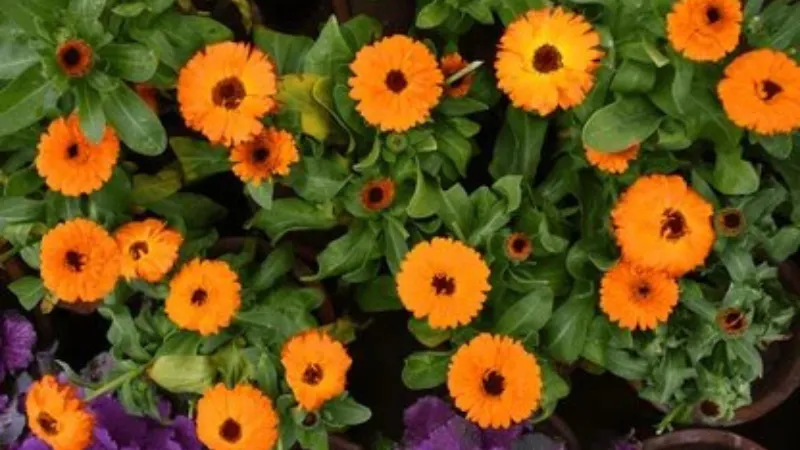 Orange Deep Calendula flower with red centers in a planter.