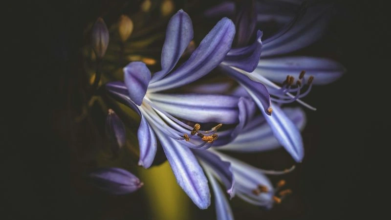 Agapanthus flowers with trumpet-shaped blooms in full bloom.