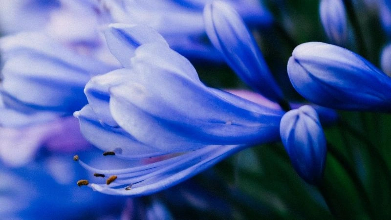 Beautiful colorful agapanthus flowers blooming during growing season