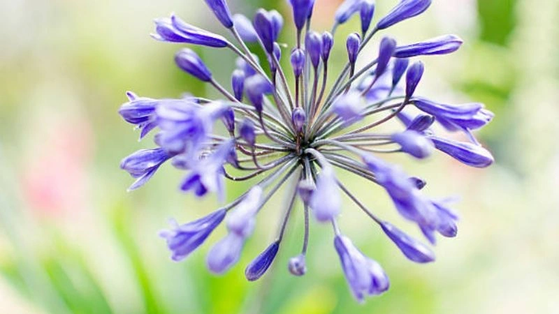 Blooming Purple Agapanthus flowers with lush green foliage.