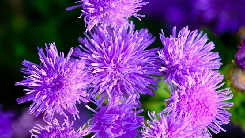 Bright cluster ageratum flowers vibrant purple blooming in garden soft blurred background