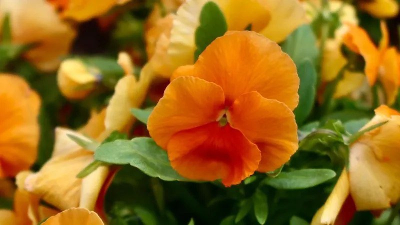 Bright orange pansy flower surrounded by green leaves