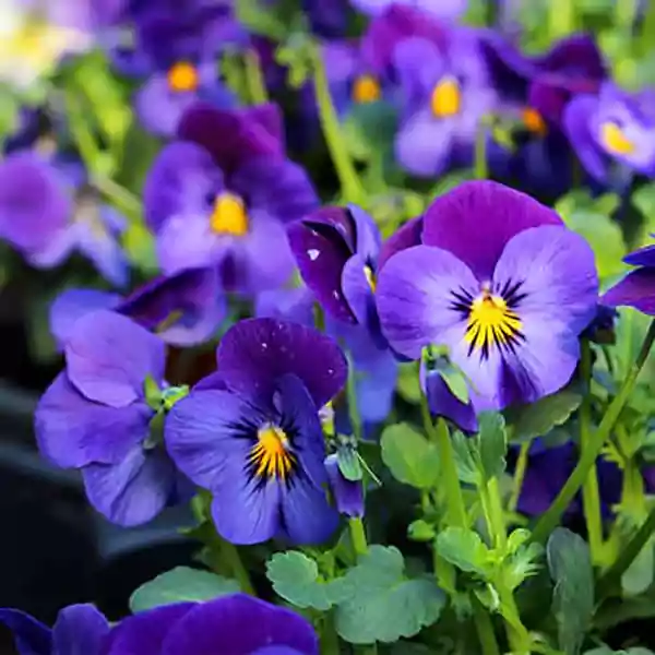 Viola