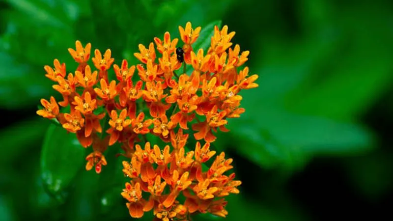 Small Insect Butterfly Weed flower with orange-red blossoms.