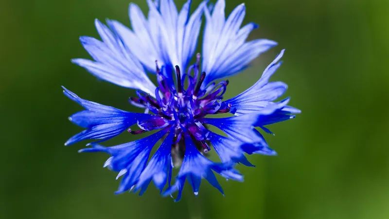 Close-up of a bright blue Cornflower flower with a deep purple spiky center.