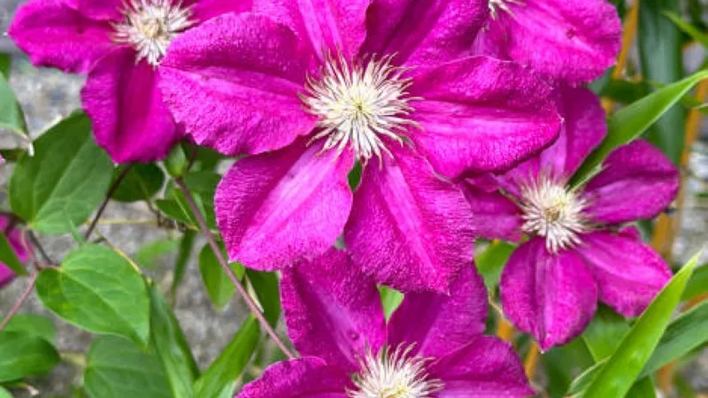 Bright magenta-pink Clematis flower blooms with white centers against a stone wall.