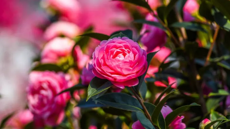 Vivid pink camellia flower blooming in sunlight