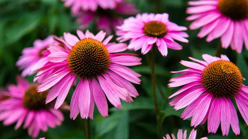 Close-up cluster of vivid deep pink Echinacea flowers with orange-brown cone centers against dark green foliage.