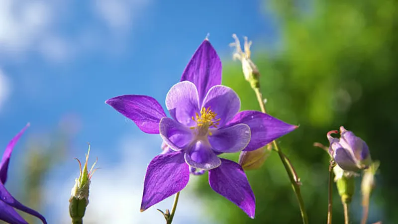 Cluster of blue-violet and white Columbine flower blooms with an unopened bud.