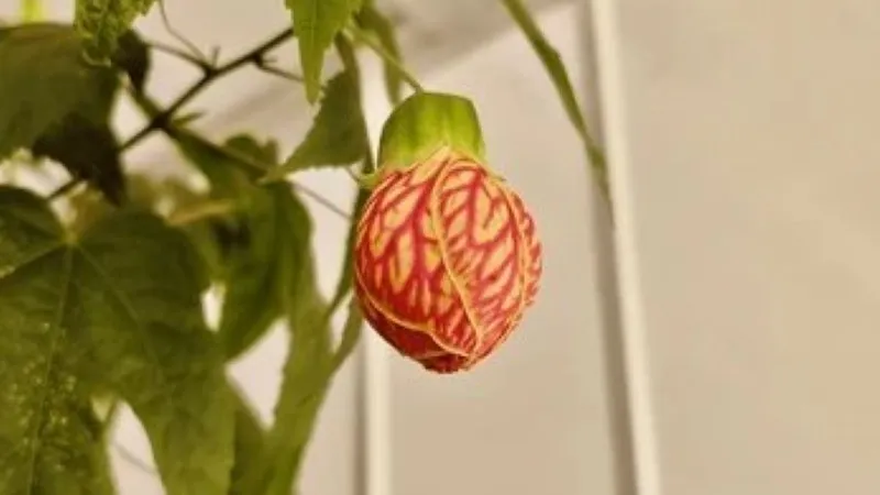Bright red Chinese Lantern flower pod in close-up with green leaves and another pod in the background.