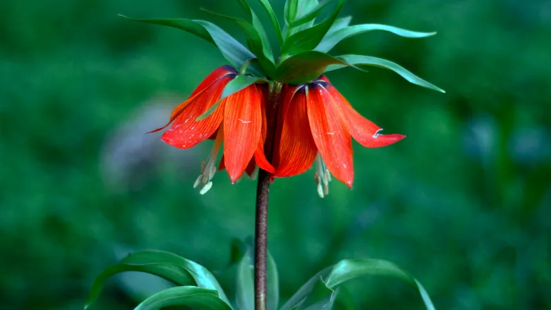 Single red Crown Imperial flower with rain-speckled hanging bells beneath foliage.