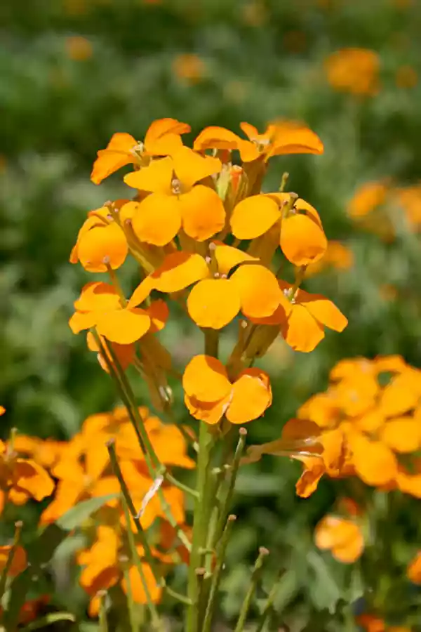 Wallflower
