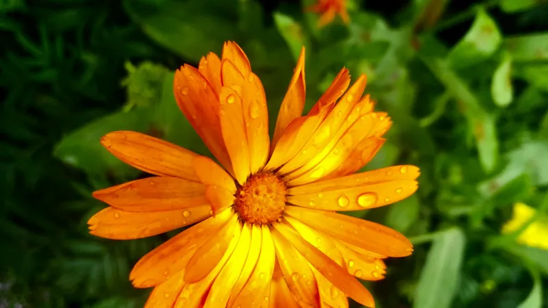 Water Droplets Calendula flower covered with fresh moisture.