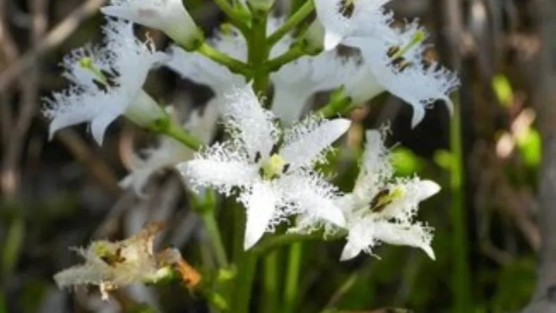 Aquatic Vegetation Buckbean flower growing above wetland foliage.