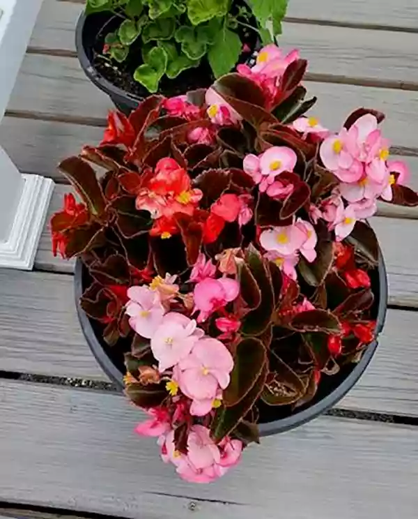 Wax Begonia