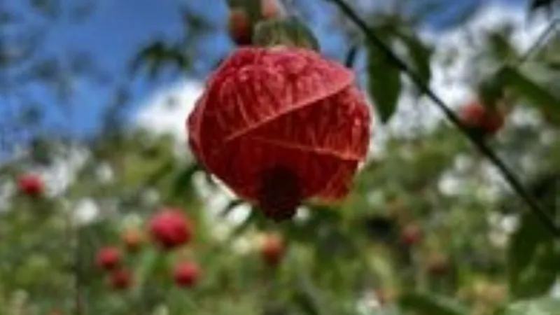 A dry fibrous red Chinese Lantern flower pod hanging against a clear blue sky.